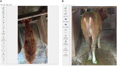 Intelligent weight prediction of cows based on semantic segmentation and back propagation neural network